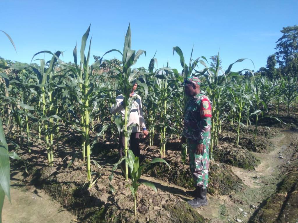 Babinsa Kuala Kencana Laksanakan Komsos dan Pendampingan Kepada&nbsp;Petani