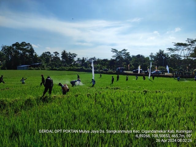Kementan Dampingi Petani Kuningan Kendalikan Hama Wereng Secara&nbsp;Intesif