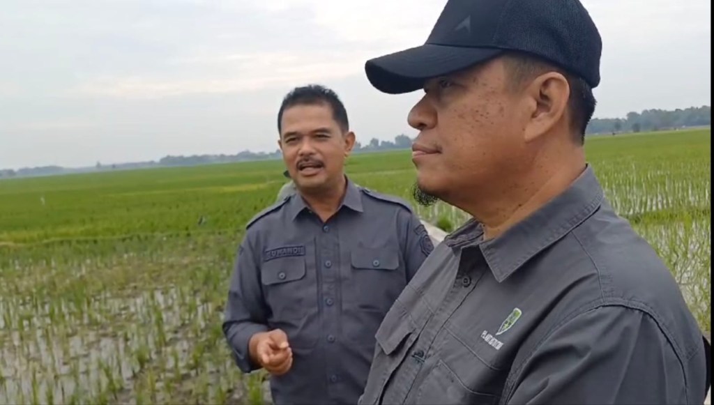 Kementan Anjurkan Tiga Langkah Sukses Bertani Padi di&nbsp;Jombang