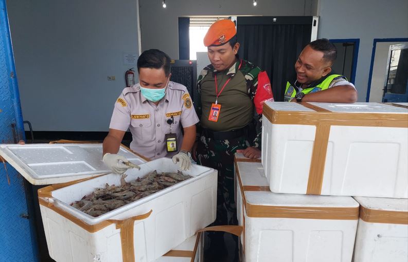 Udang Putih Asal Merauke Mulai Dilirik Pasar Luar
