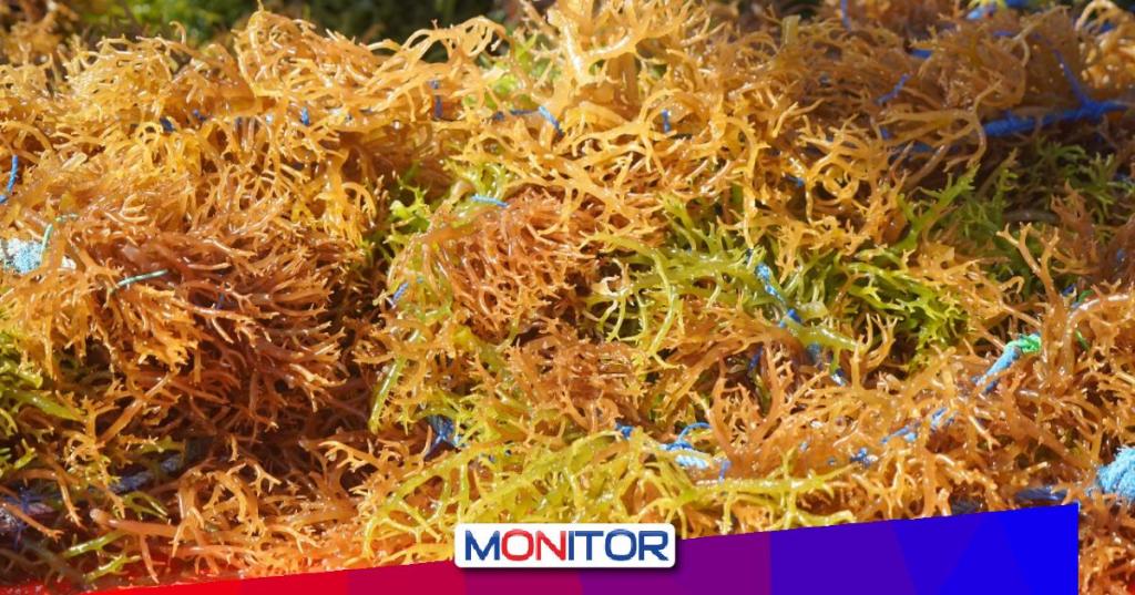 KKP Bangun Modeling Budidaya Rumput Laut 50 Hektare di&nbsp;NTT